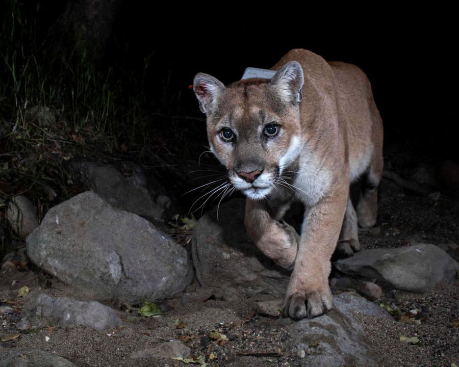 P-22 Mountain Lion Sculpture to Honor LA's Beloved Cougar