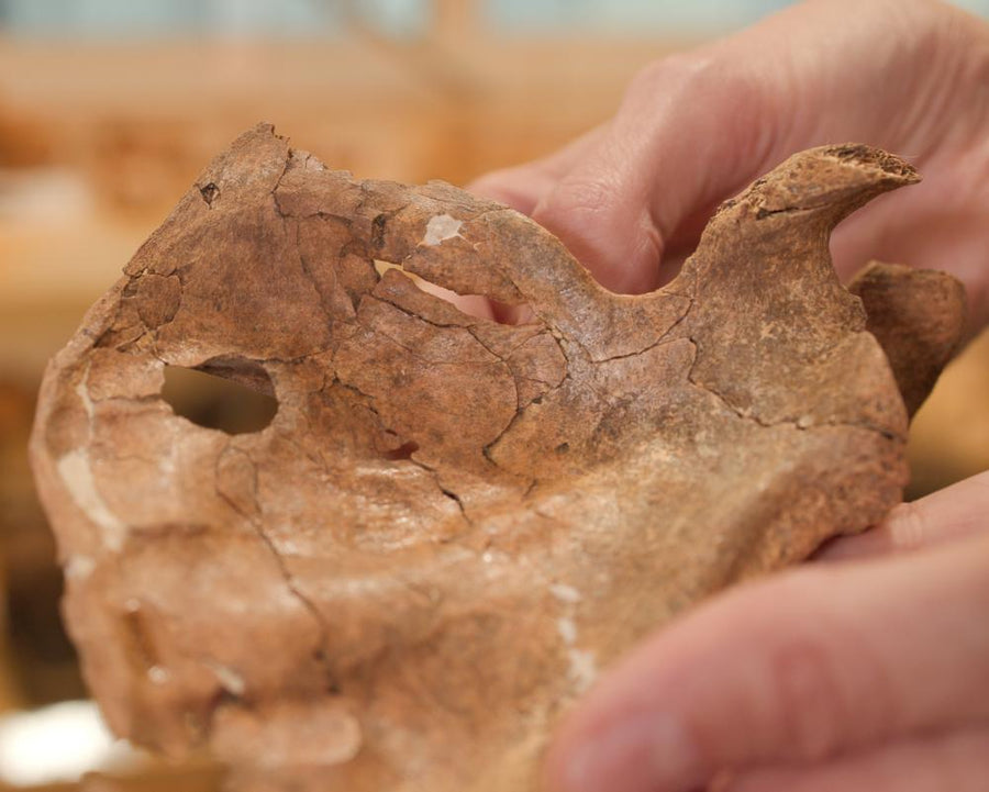 Neanderthal Spear Death May Be Earliest Human Ancestor Find