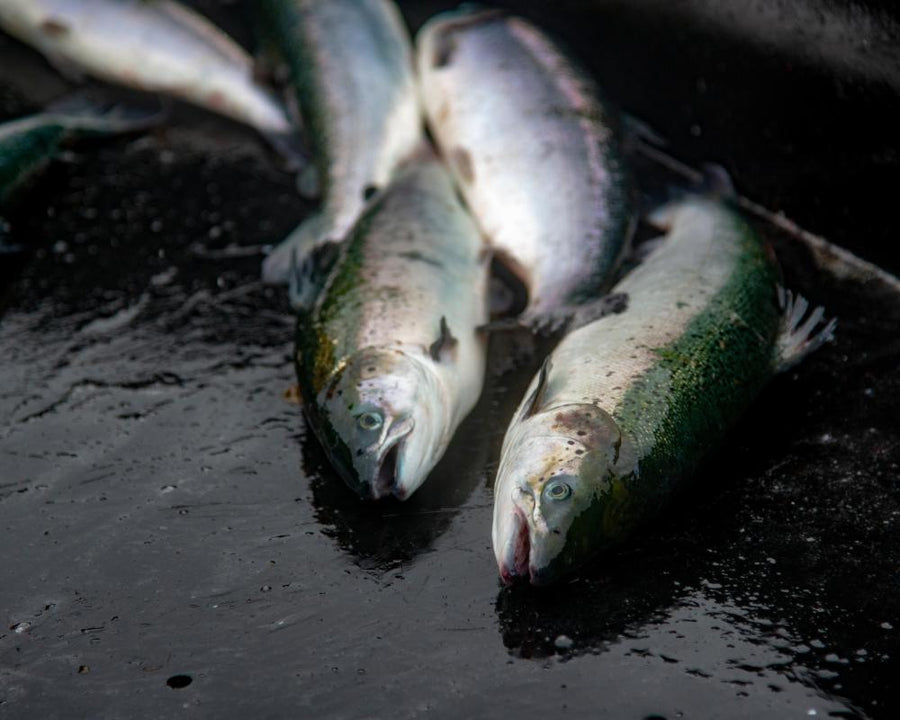 Fish Slaughterhouse Inspections: A Disgrace, Says Animal Equality UK