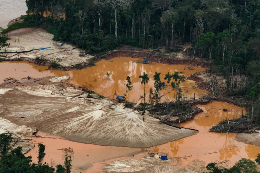 US Lobbyists Blitz EU Deforestation Law to Weaken Rules