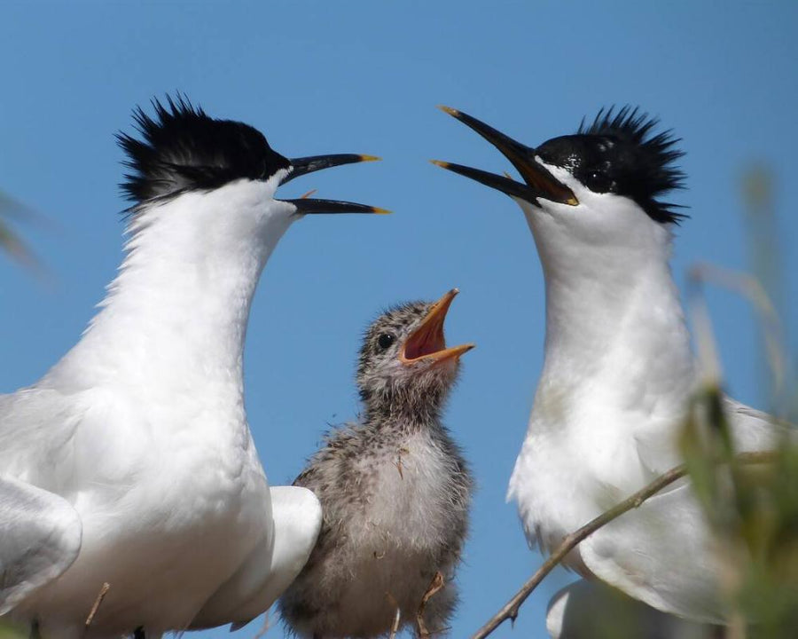 Seabird Numbers Bounce Back in Solent After 2022 Avian Flu Wipeout