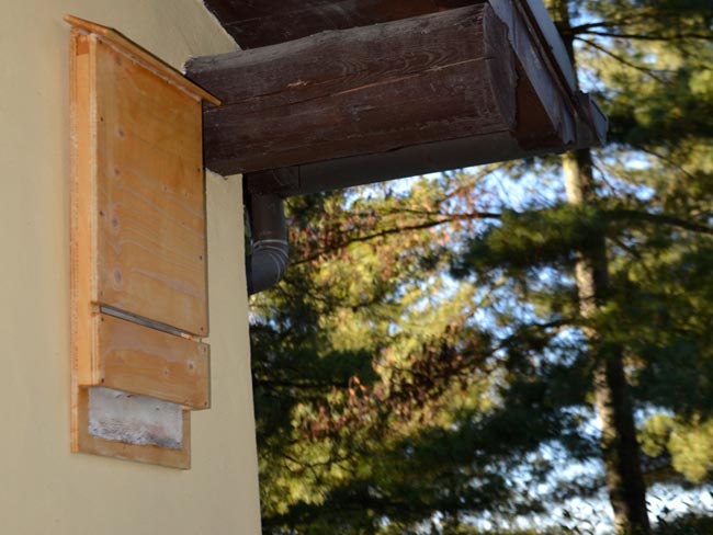 DIY Bat Box: Natural Mosquito Control for Your Garden