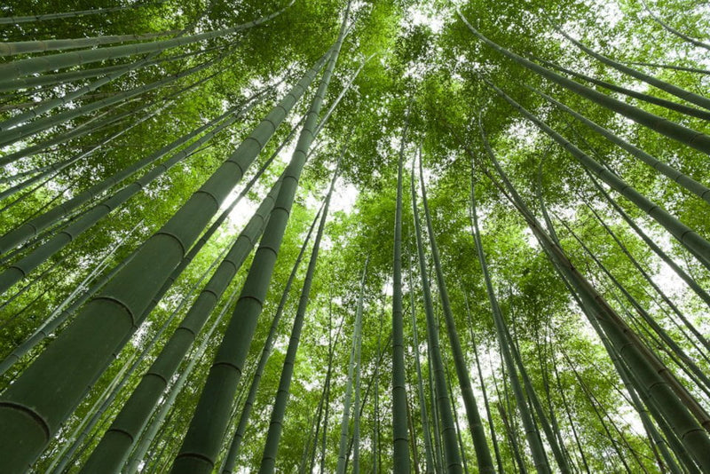 Sagano Bamboo Forest in Japan: A Spiritual Journey in Kyoto - grandgoldman.com