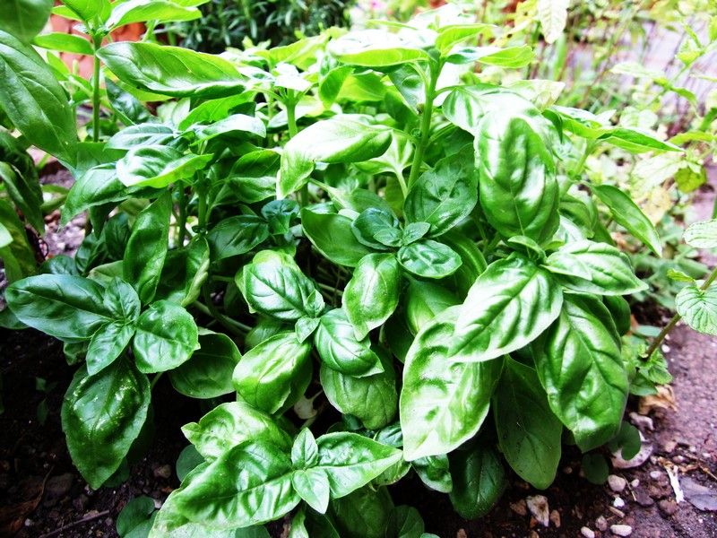 Mosquito Repellent Plants: Complete Guide - grandgoldman.com