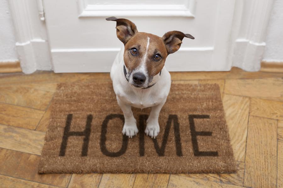 Ideas on How to Prepare Your Home to Welcome a New Pet - grandgoldman.com