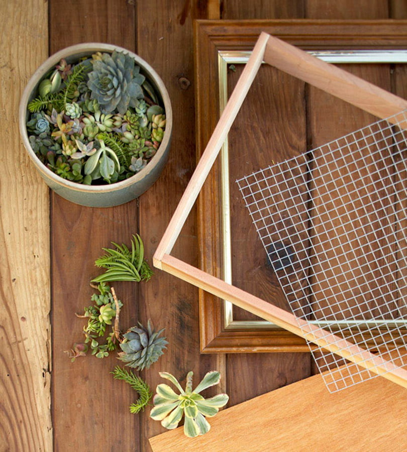 Do It Yourself: Fantastic Living Painting of Succulents - grandgoldman.com
