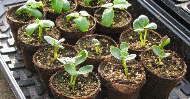 How to prepare a watermelon crop for the home garden - grandgoldman.com