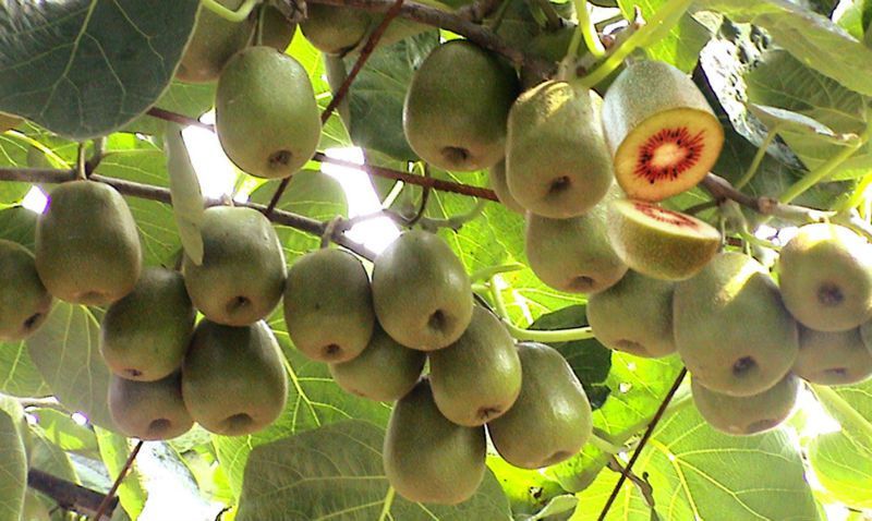 How to plant kiwis in the orchard or garden - grandgoldman.com