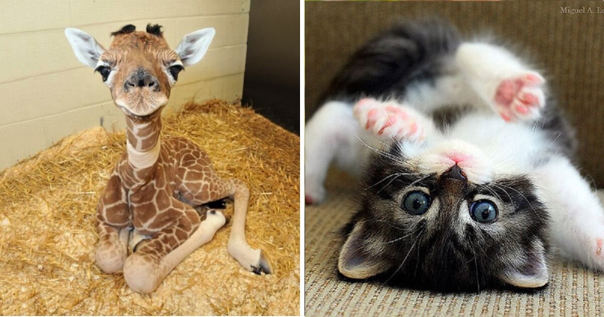 10 Adorable Baby Animals That Will Make Go ‘Aww’ - grandgoldman.com