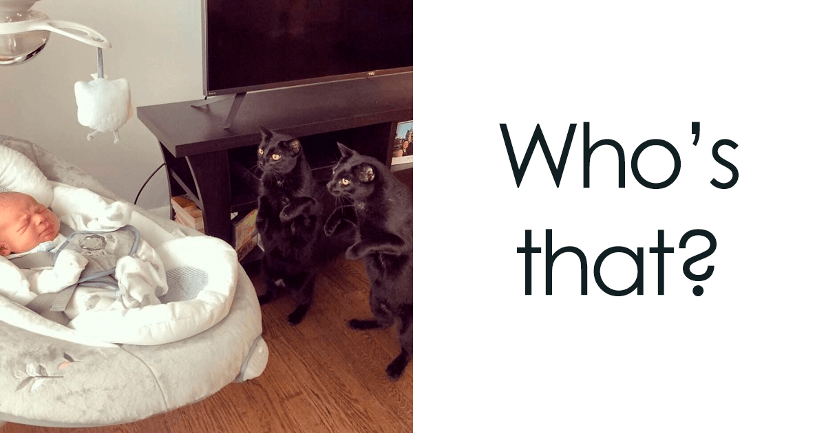 10 Times Cats Made Us Chuckle With Their Antics And It Is Adorable