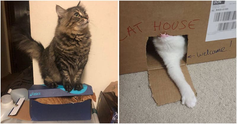 20 Hilarious Pet Photos That Give Your Daily Dose Of Laughter And Cuteness - grandgoldman.com
