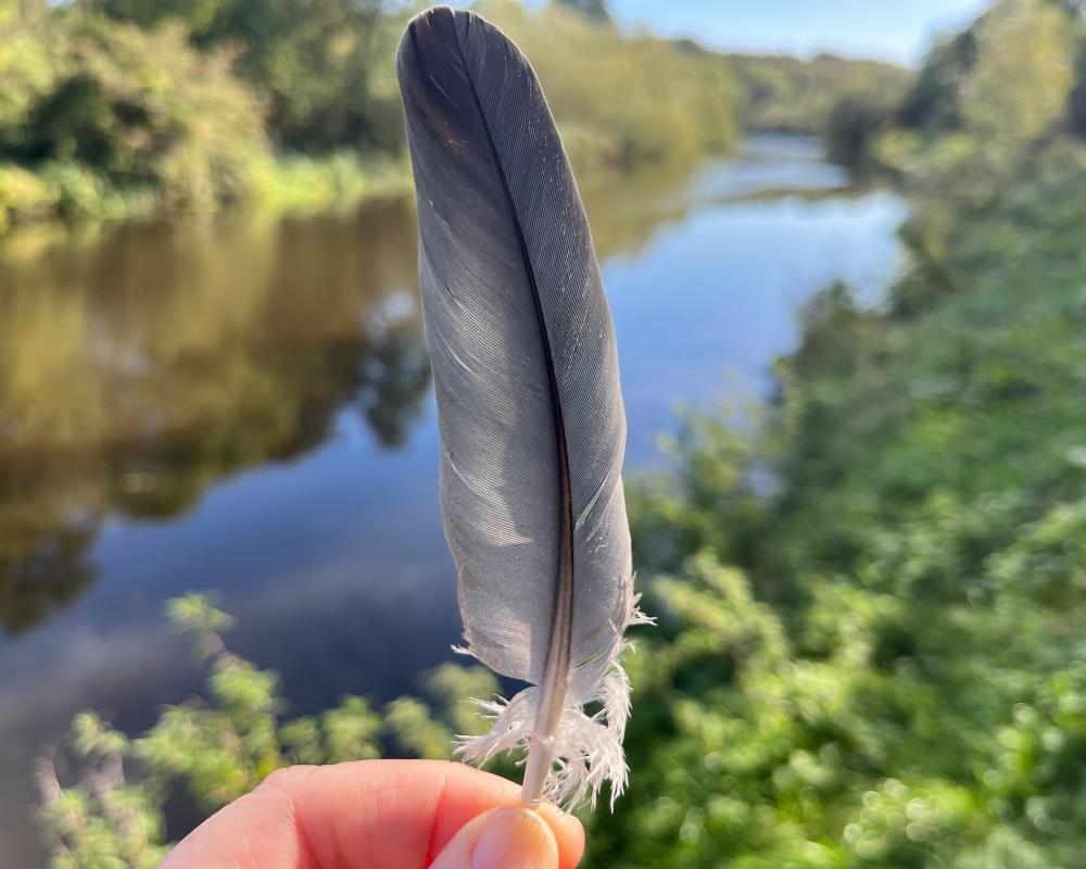 Bird Feathers: The Fascinating Story of Plumage and Moult