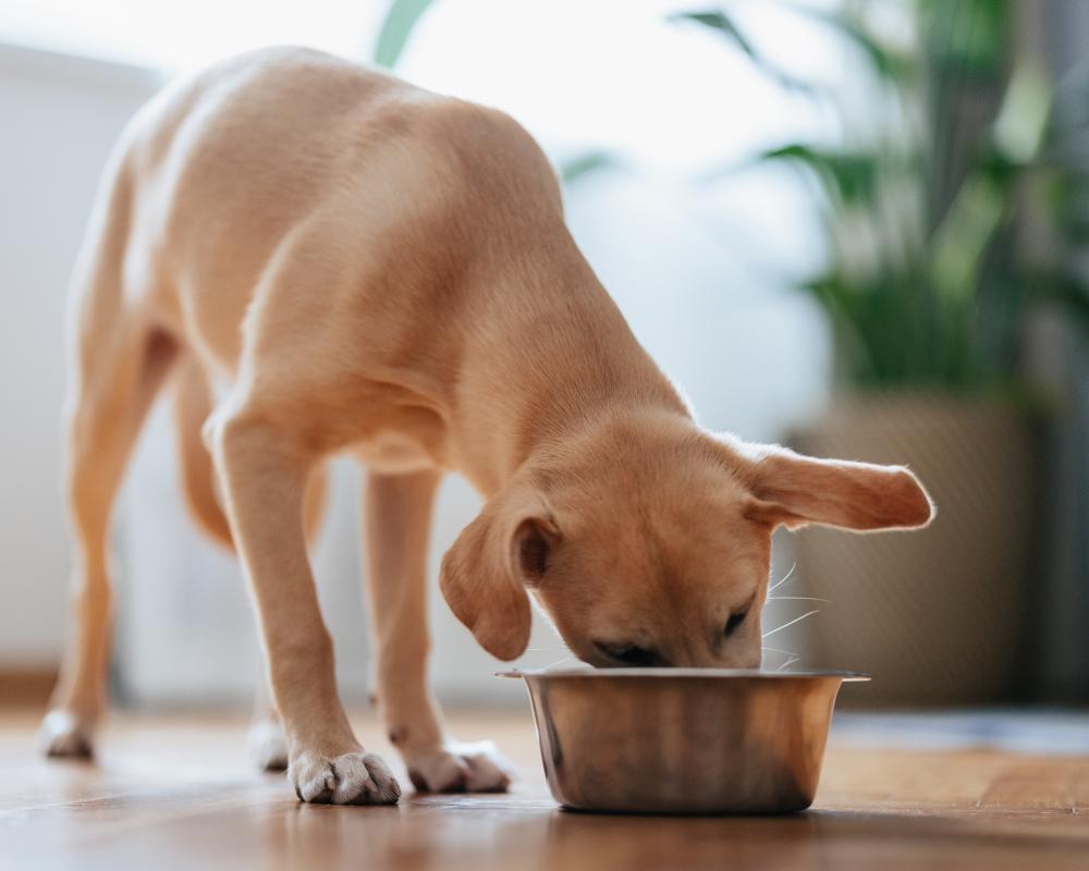 Dog Food Recall in UK: Years Fresh Meals Linked to Eye Issues