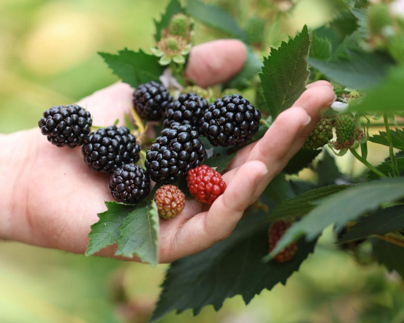 UK Berry Harvest Bumper Despite Record Heatwaves