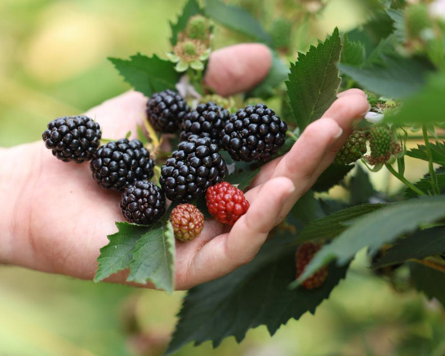 UK Berry Harvest Bumper Despite Record Heatwaves