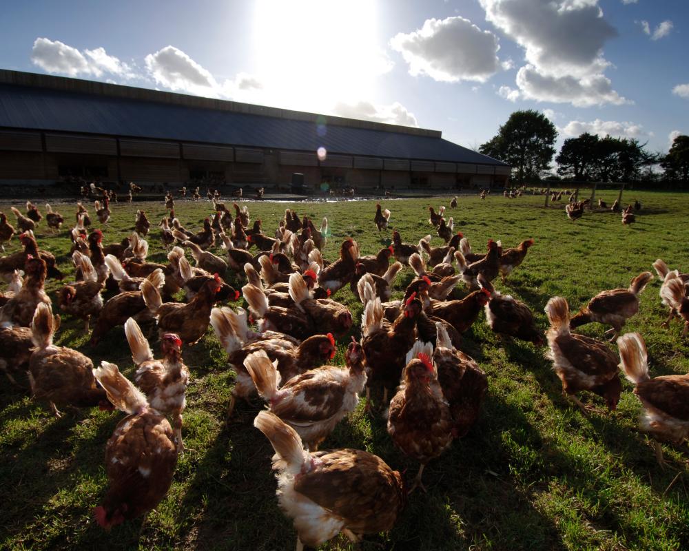 British Food and Drink Exports to EU Collapse by Over a Third Since