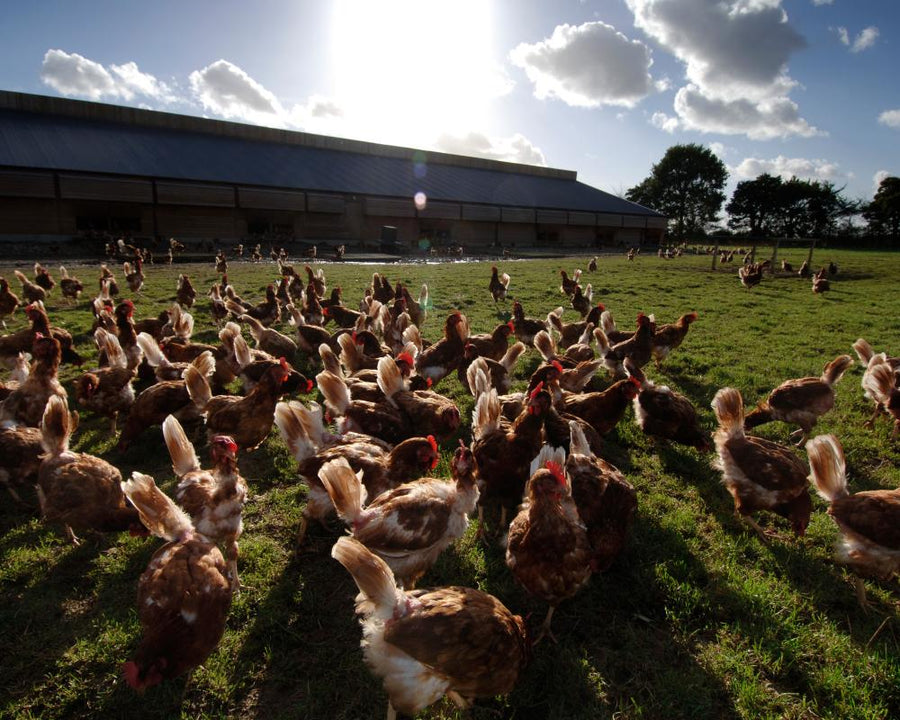 British Food and Drink Exports to EU Collapse by Over a Third Since