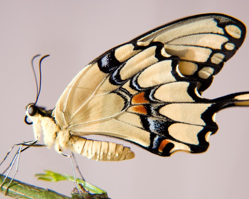 Butterfly Beauty Bias Threatens Dull Species Conservation