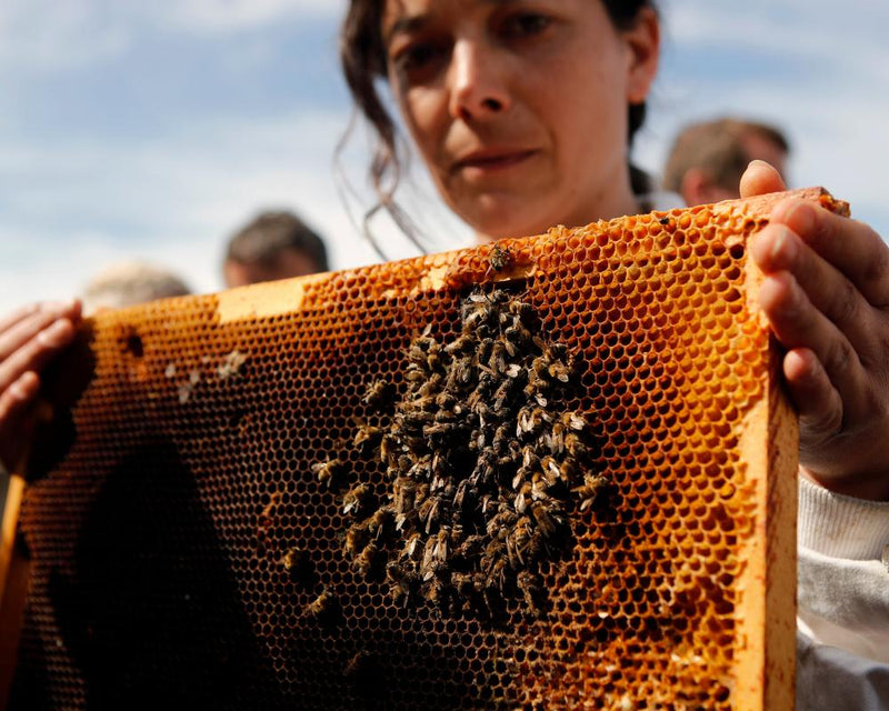 French Beekeepers Outraged Over Lifting of Pesticide Ban