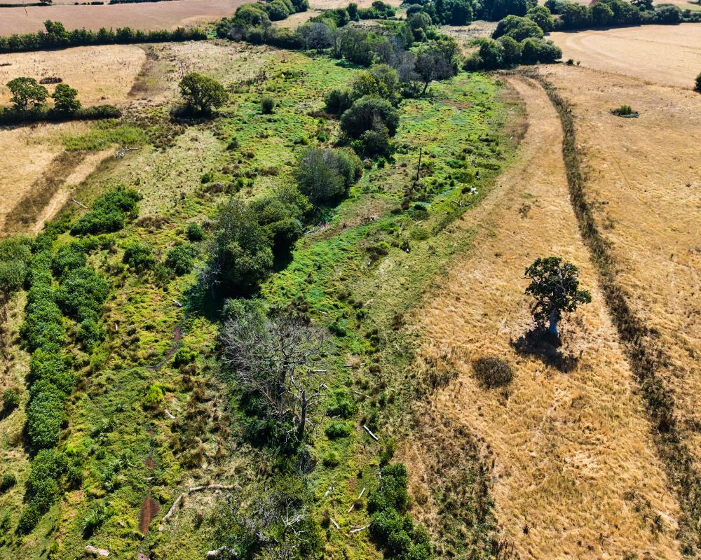 Rewilding Keeps English Countryside Green Amid Severe Drought