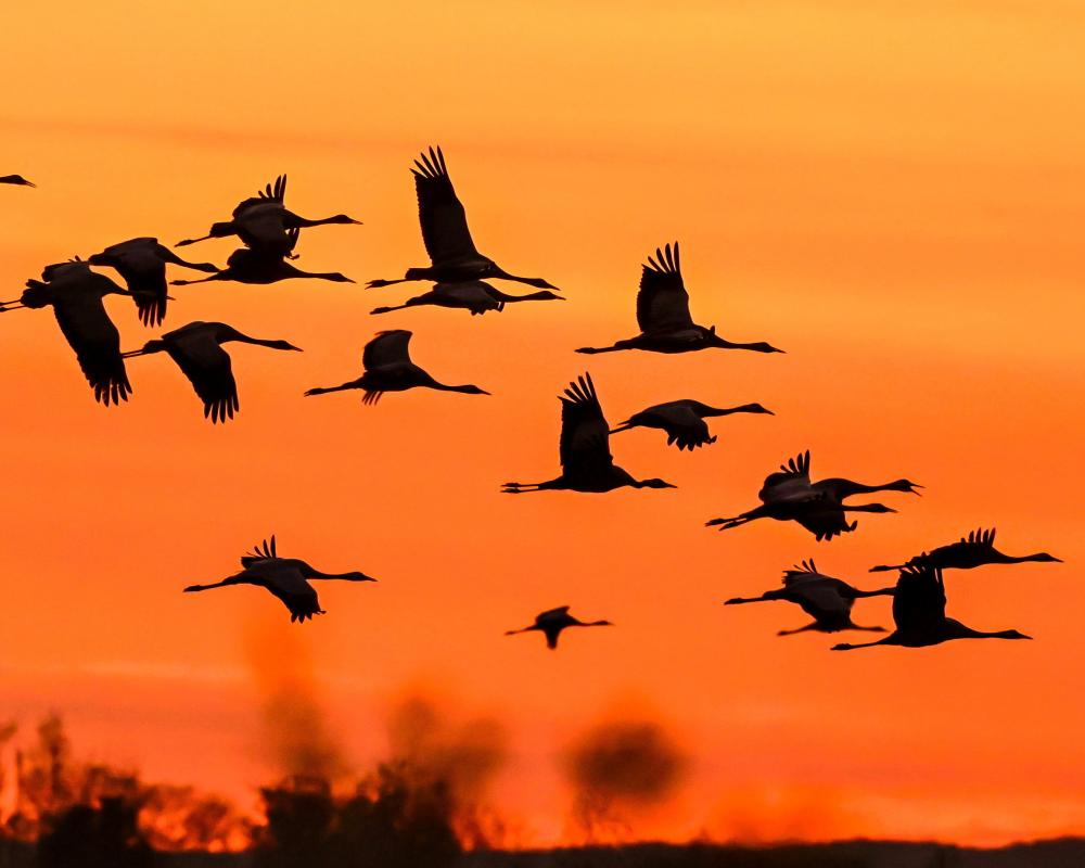 Climate Crisis Drives Steep Decline in Migratory Bird Numbers