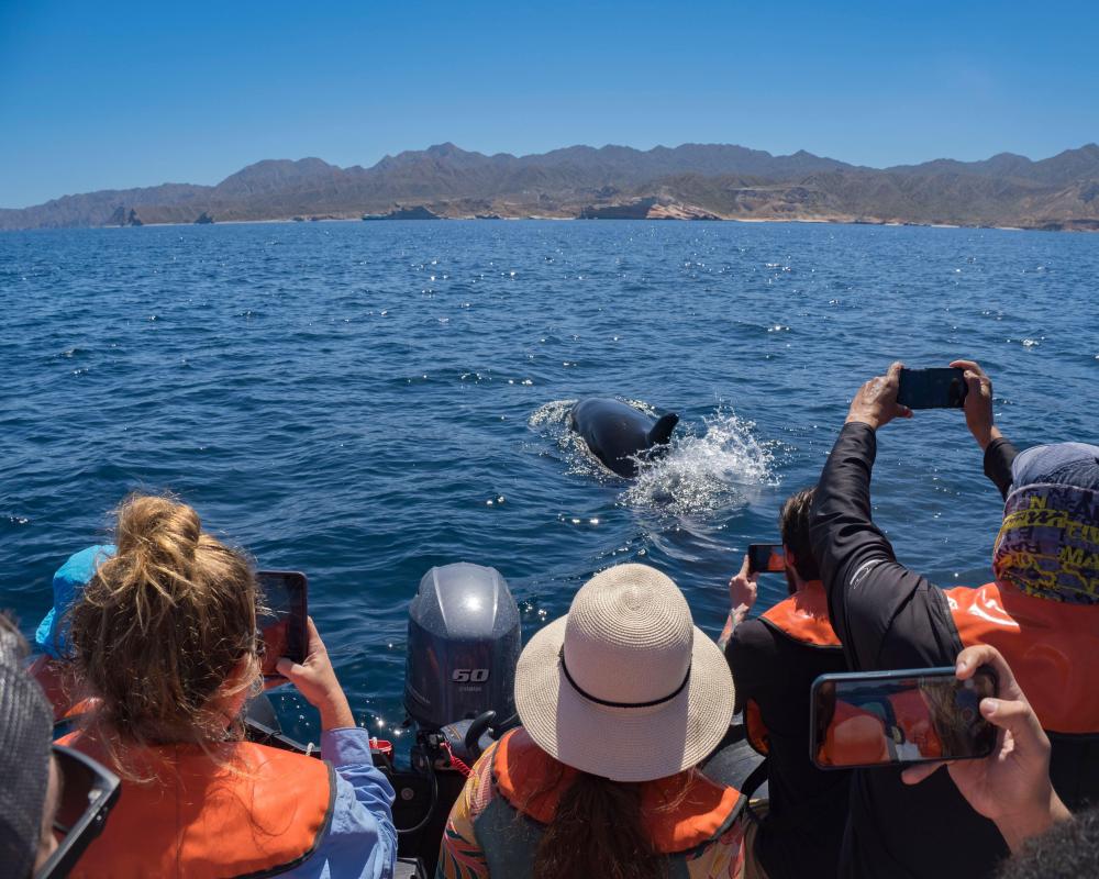 Why Capturing Moments with Phones Diminishes Real Experience