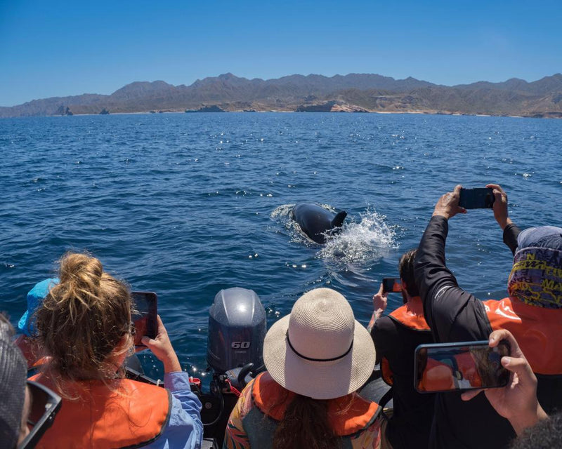 Why Capturing Moments with Phones Diminishes Real Experience