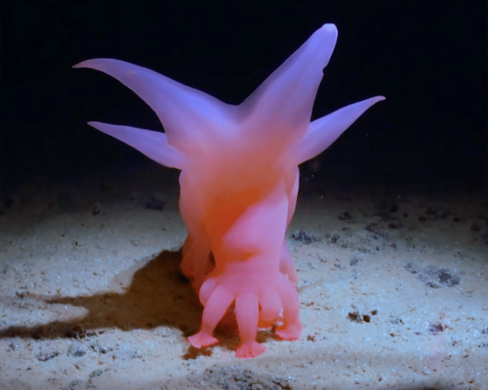 Deep Sea Documentary Reveals Pacific Seabed Mysteries