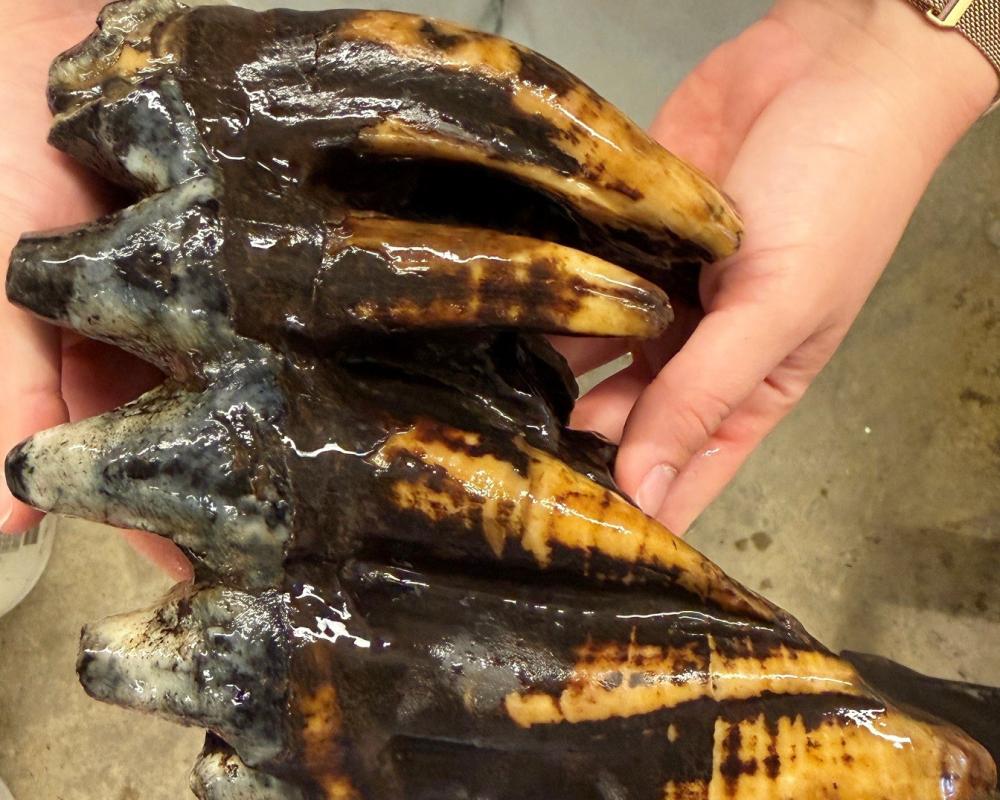 Fossilized 10,000-Year-Old Mastodon Tooth Found by California