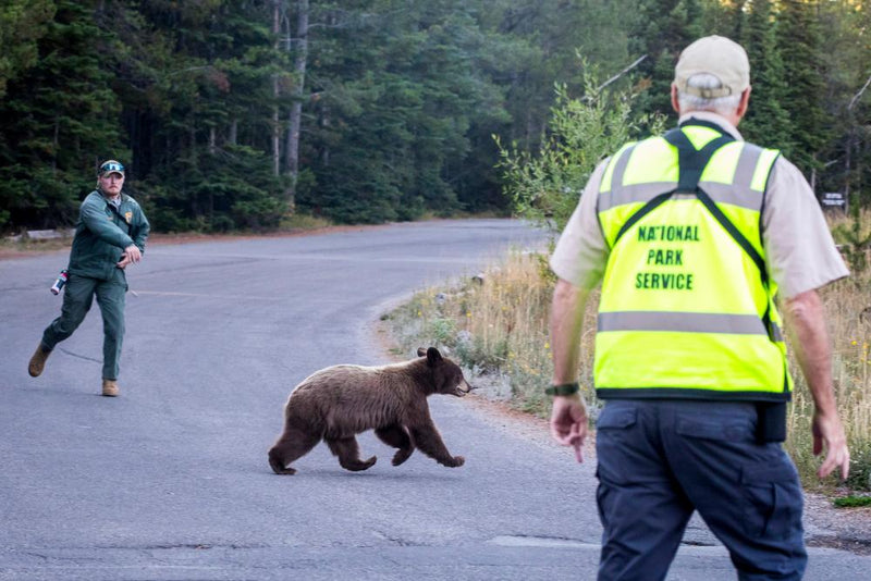 Bear Encounters Rise in US States: Safety Tips for Elderly