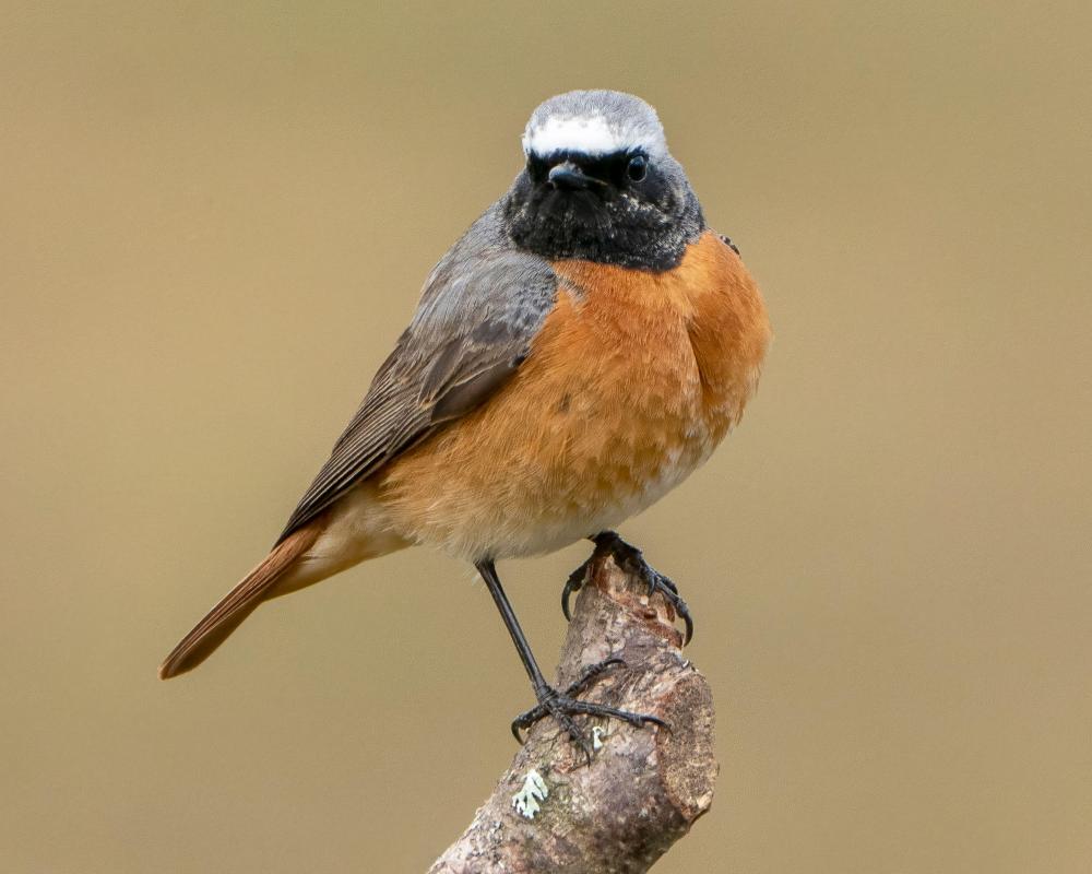 The Day Bad Weather Brought Half a Million Birds to England