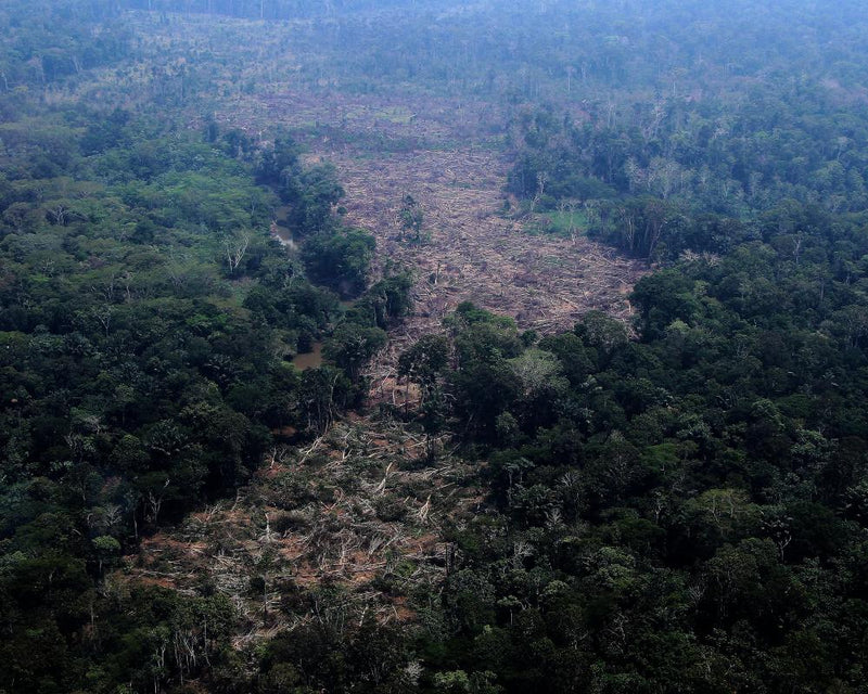 Brazilian Amazon Deforestation Hits Record Low as Crucial Vote Nears