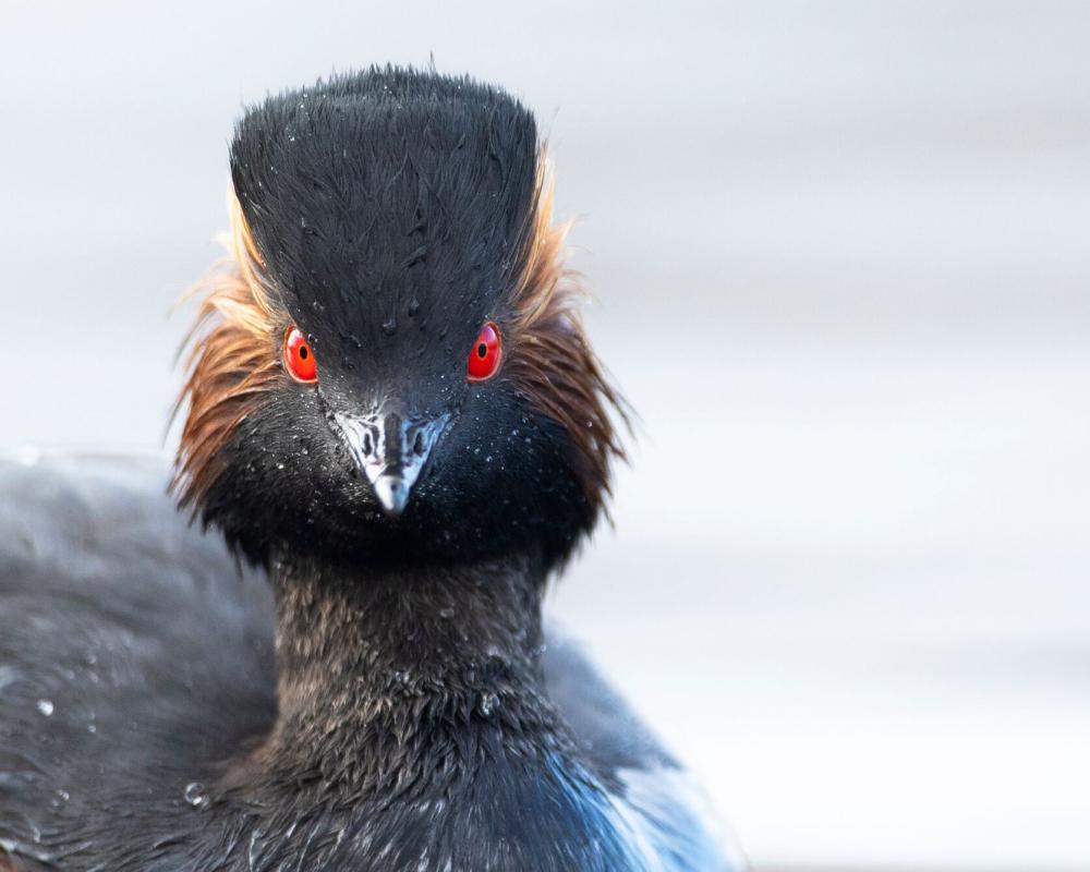 Cheshire Wetland Restoration Boosts Rare Black-necked Grebe Numbers
