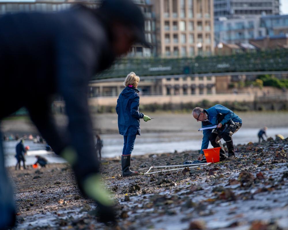 Thames Wet Wipes Pollution: Volunteers Count River Waste