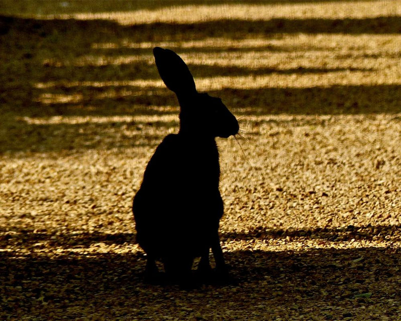 Hares in Wheat Stubble: A Country Diary on Wildlife