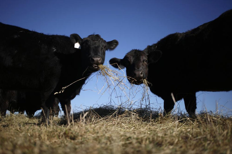 Trump Beef Import Policy Sparks Rancher Processing Rights Pledge