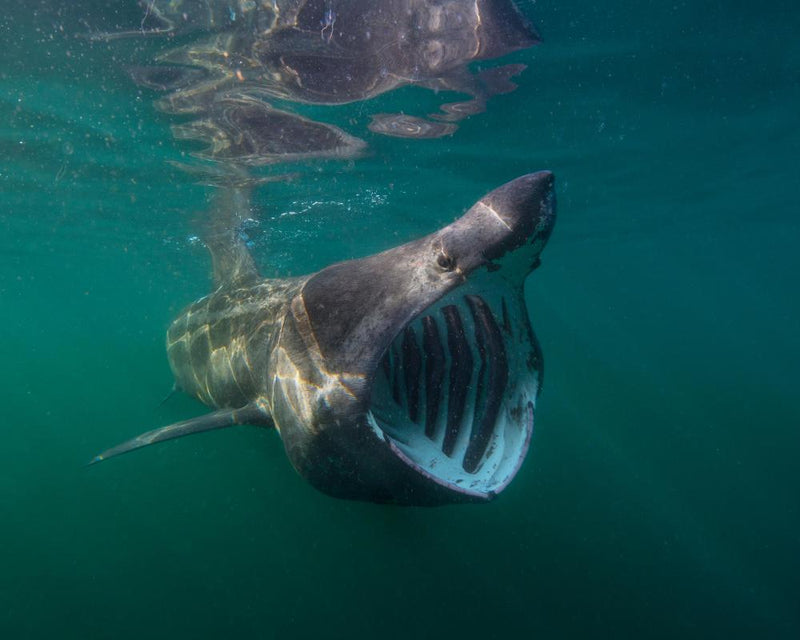 Basking Sharks Boom Again: 100+ Sightings in Isle of Man