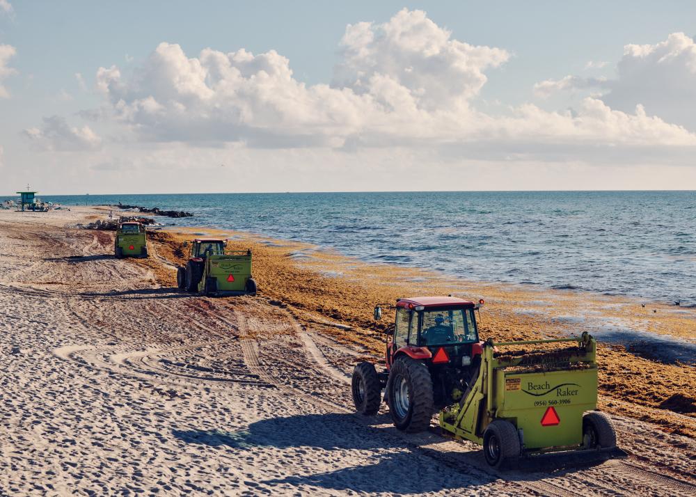 Miami Seaweed Problem Worsens as Sargassum Piles Up on Beaches