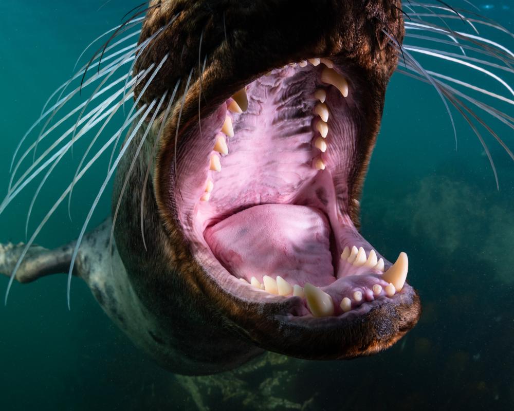 North Sea Nature Untamed Review: Stunning Underwater Footage