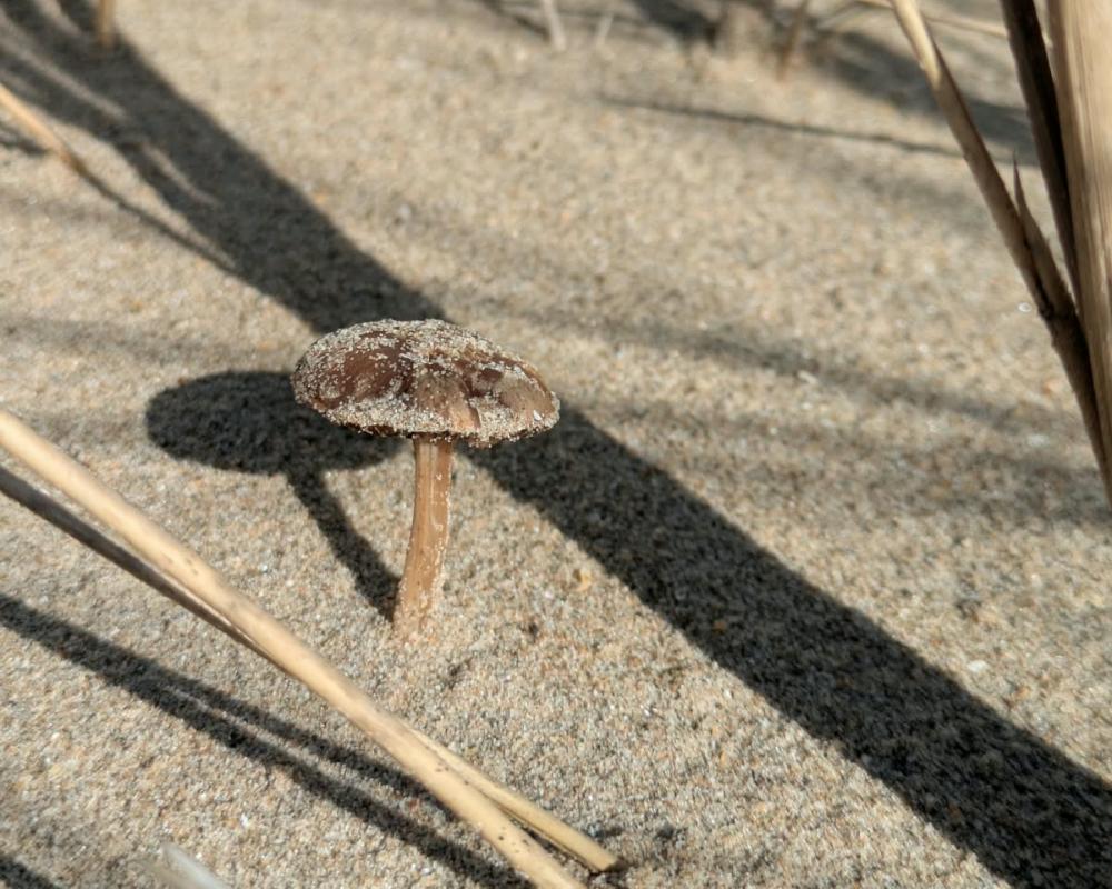 Fungi Season at the Beach: Coastal Mushroom Foraging Guide