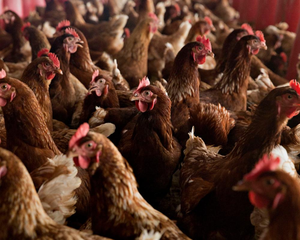 Organic Eggs Climate Impact Worse Than Caged Hens
