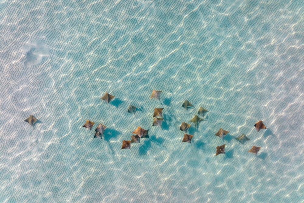 Drone Footage Shows Stingrays Off New York Coast in Rare Sighting