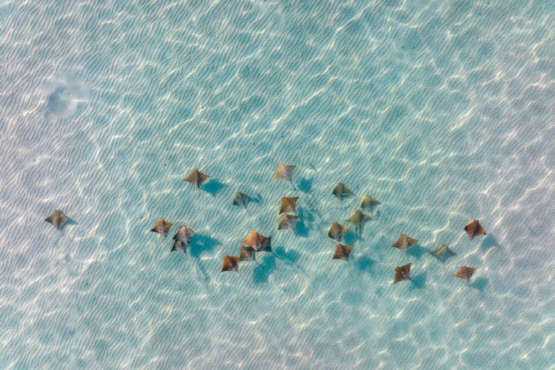 Drone Footage Shows Stingrays Off New York Coast in Rare Sighting