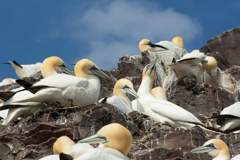 Gannets of Bass Rock: A Slow Road to Recovery