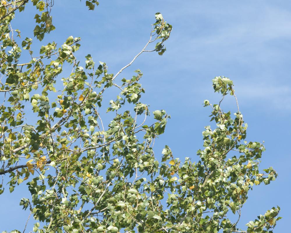 Poplar Trees: The Best Sound in the Wind for Nature Lovers