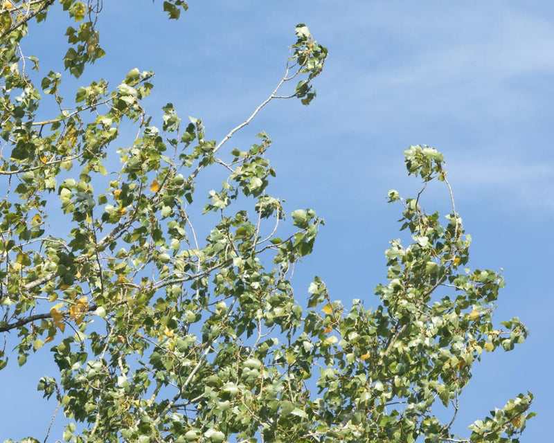 Poplar Trees: The Best Sound in the Wind for Nature Lovers