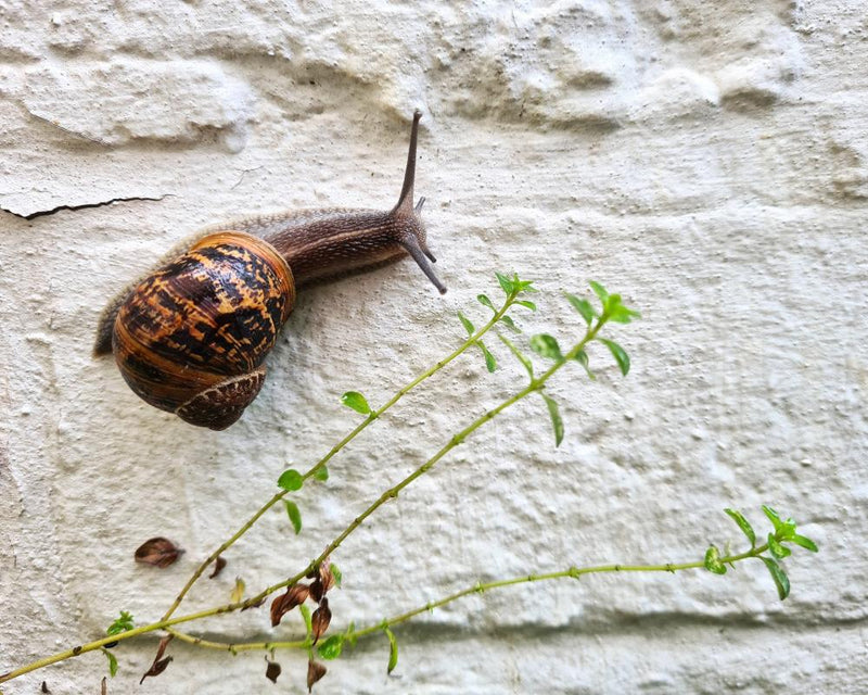Garden Snails Return After Drought to Create Natural Artwork