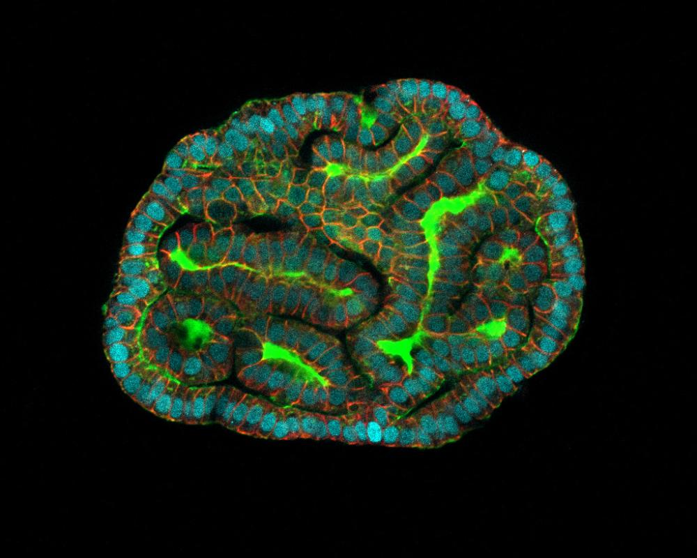 Growing Mini Human Organs for Drug Testing: UK Breakthrough