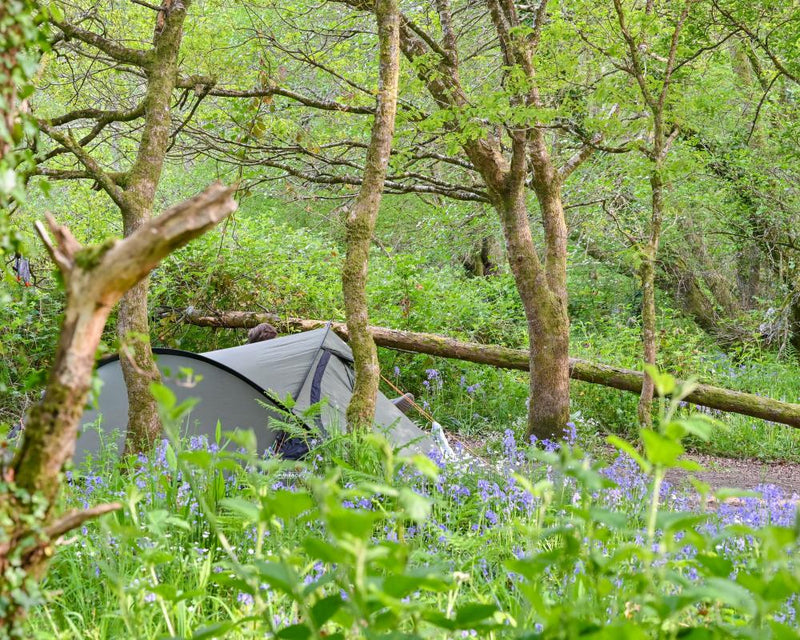 Camping in Britain's Last Rainforests: A Dartmoor Guide