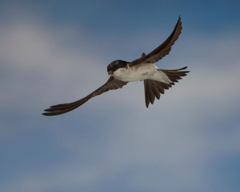 House Martins Migration: The Mystery of Their African Wintering